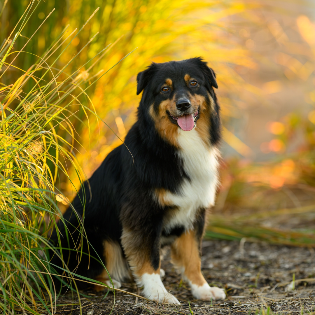 A black, tan, and white Australian Shepherd dog sitting outdoors in tall grassy fields during golden hour, with a warm blurred background.