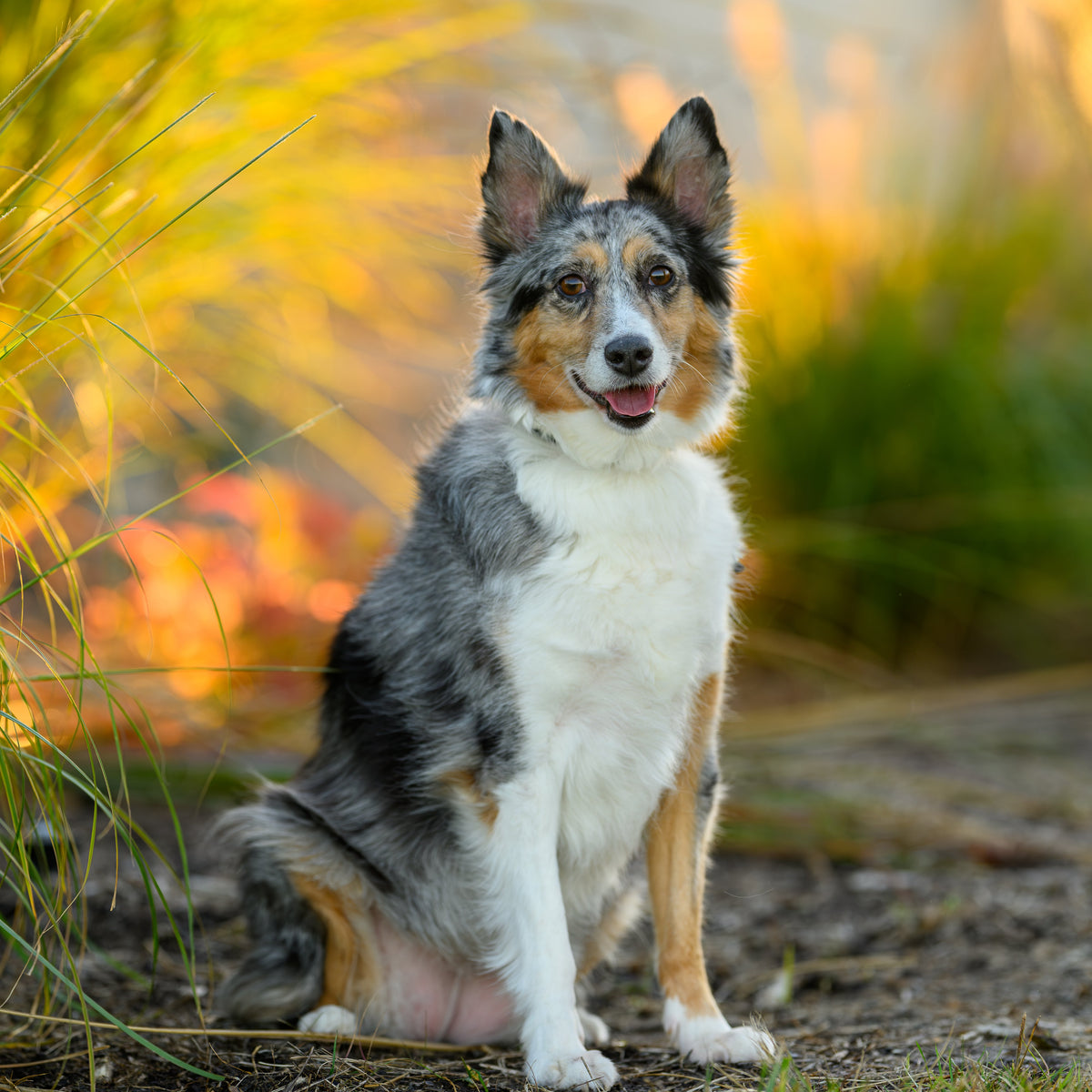 A tri-color Australian Shepherd dog sitting outdoors on a path with warm golden sunlight filtering through the background grass.