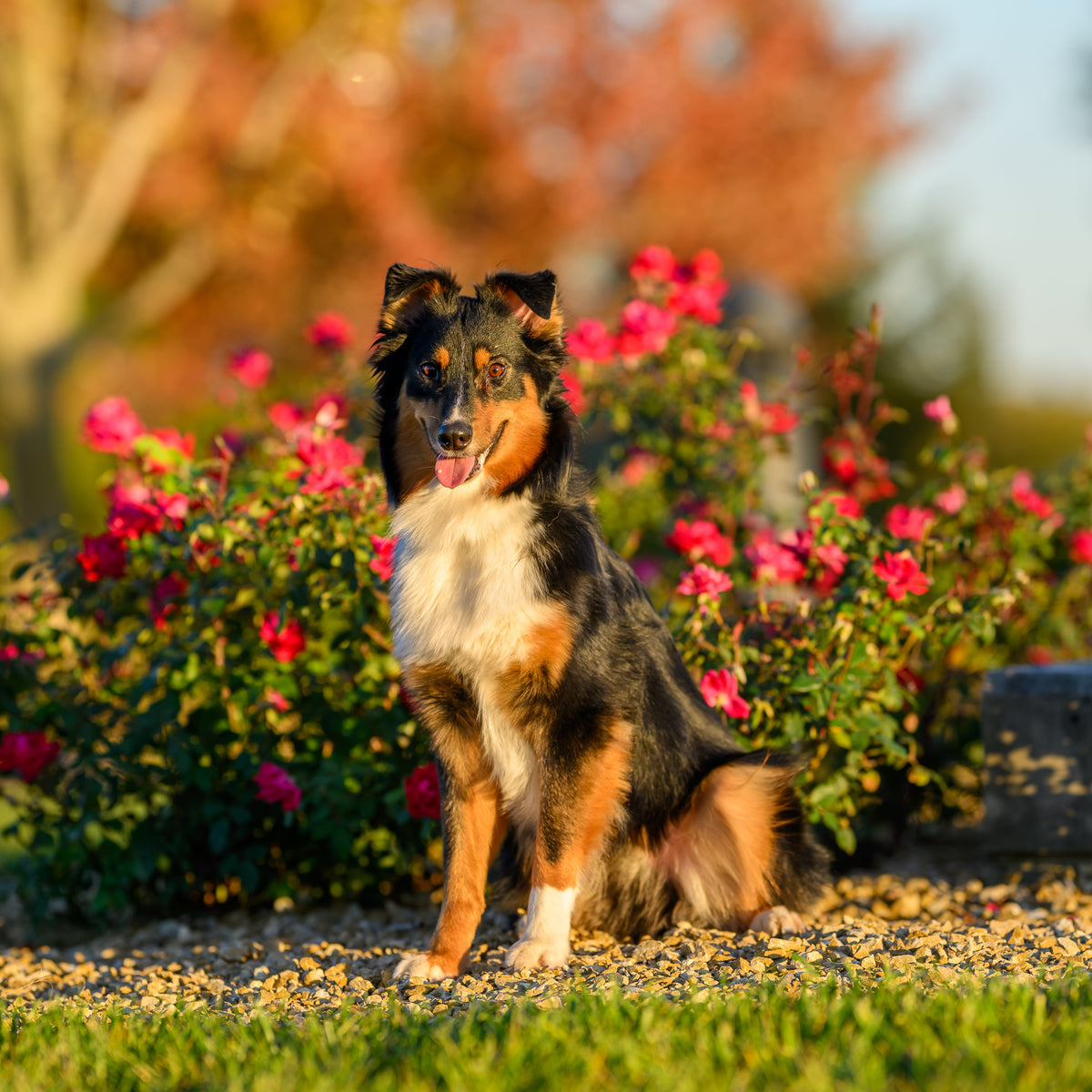 A black, tan, and white collie-type dog sits on a gravel path in front of pink flowering bushes in a sunlit outdoor garden.