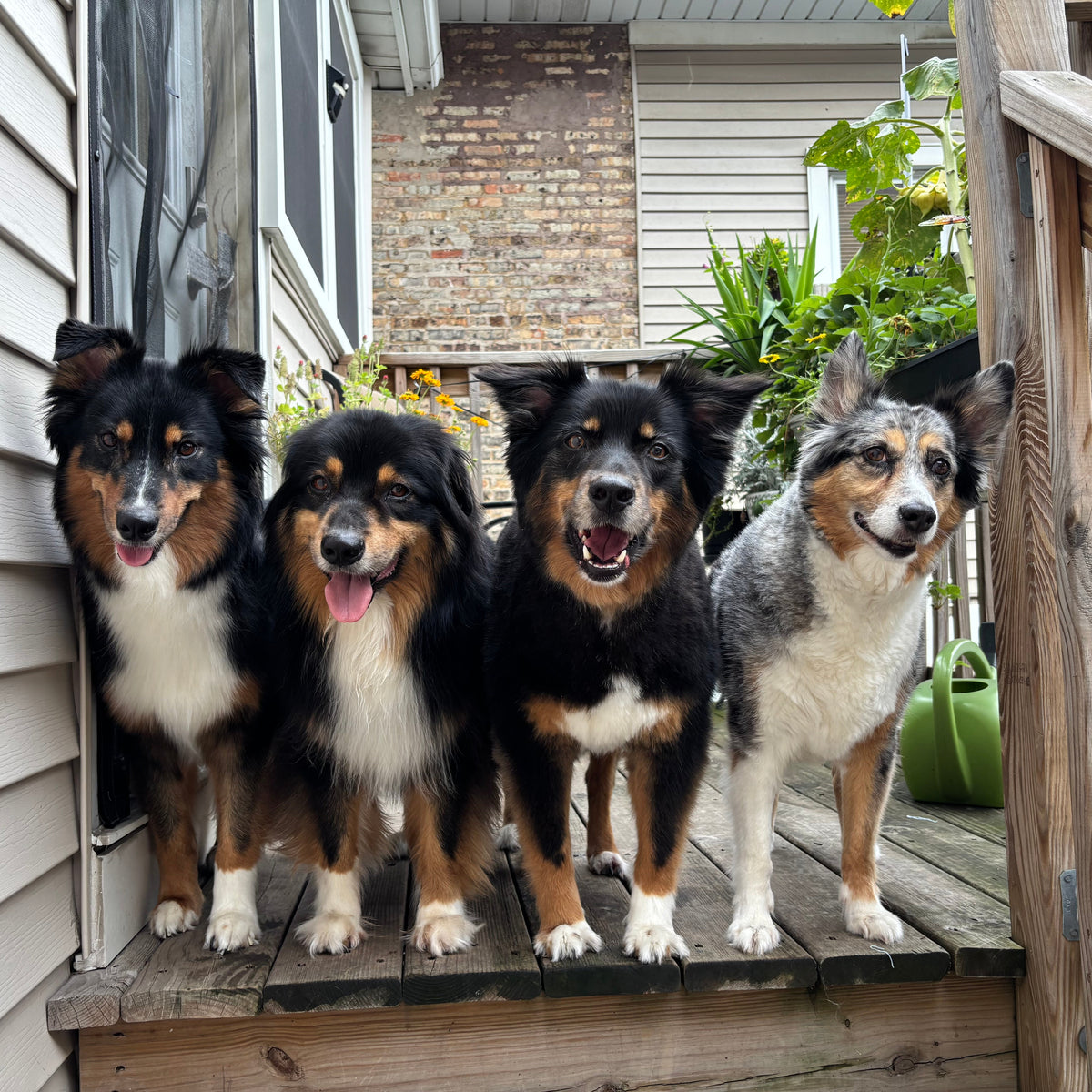 Four dogs standing together on a wooden porch step in front of a house with beige siding and a brick wall.